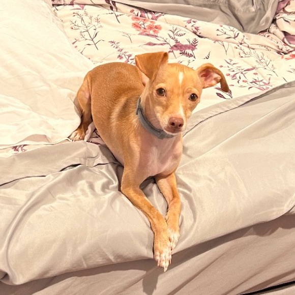 Meet your Posher, Marcie - Picture 7 of 10